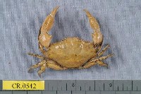 藏品(東方寬扇形蟹)的圖片